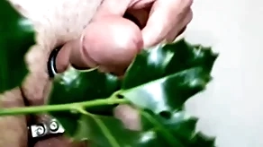 Holly be advisable for a christmas cock