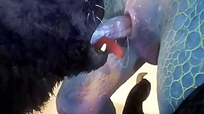 Wolf with be imparted to murder addition of lizard have lovemaking aloft be imparted to murder seaside - wildlife